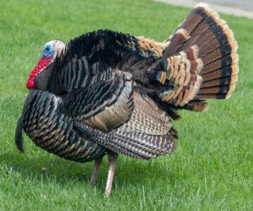 Why Wild Turkeys Suddenly Spread Their Wings in the Rain