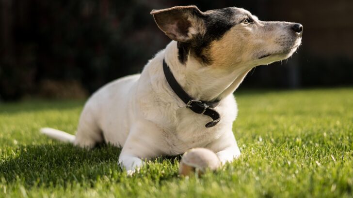 15 Quiet Signs an Old Dog Has Made Peace Long Before Their Family Has