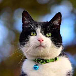 Why Veterinarians Say If Your Cat Brings You a Live Mouse and Releases It at Your Feet, You've Just Been Given the Highest Compliment in Feline Psychology