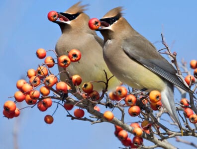 Why Cedar Waxwings Sometimes Pass Berries to Each Other