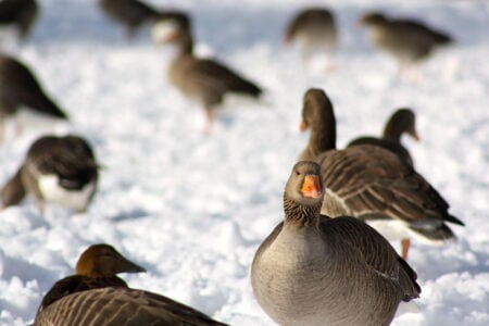 What It Means When Ducks Suddenly Leave a Pond Together