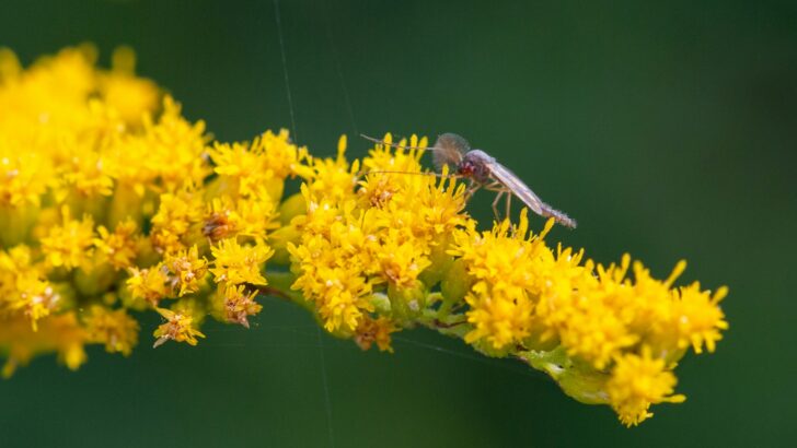 10 Native Plants That Quietly Bring Fireflies Back