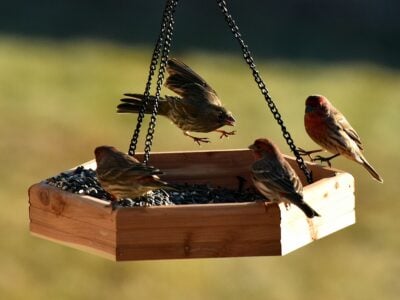 22 Backyard Bird Feeders That Make Your Yard the Envy of the Whole Street