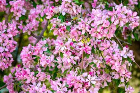 13 Trees That Quietly Turn an Ordinary Yard Into a Haven for Birds