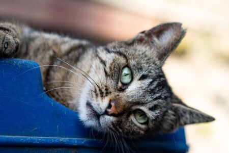 13 Behaviours Cats Save Only for the Human They Love Most