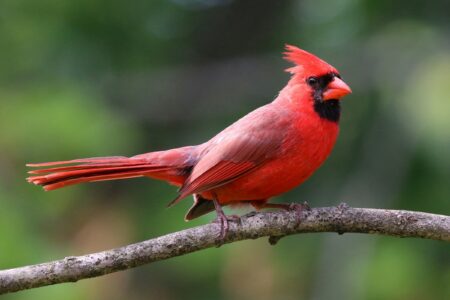 The Birth Month That Cardinals Visit Most Often (And What 19th-Century Naturalists Recorded About the Pattern)