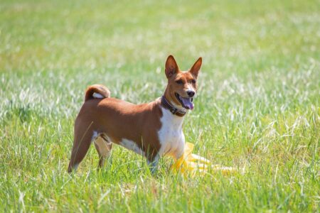 18 Dog Breeds That Thrive in a Busy Family Home and 18 That Quietly Struggle