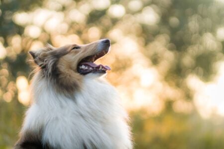 18 Dog Breeds That Cope Beautifully With Cold Autumn Mornings and 18 That Genuinely Struggle