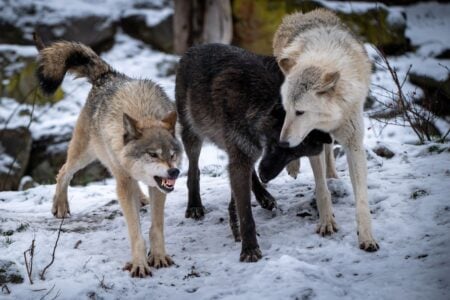 10 Ancient Survival Strategies Animals Still Use Every Day