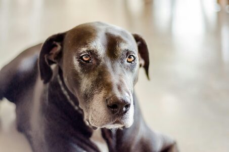 18 Things Older Dogs Start Needing Differently Once the Evenings Begin Drawing In Early