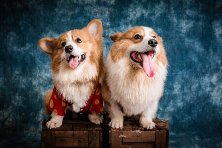 The Best Dog Breeds For Zodiac Water Signs