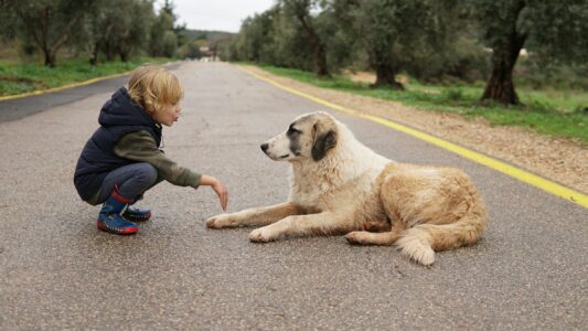 16 Choices Experienced Dog Owners Say They Would Undo If They Could Start All Over Again