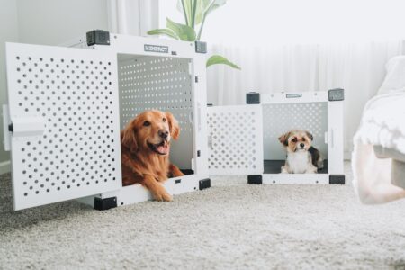 14 Things Rescue Dogs Do on Their First Night Home That Break Everyone's Heart
