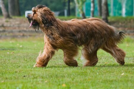 18 Dog Breeds Older Vets Remember Treating Constantly That Younger Vets Have Never Once Seen
