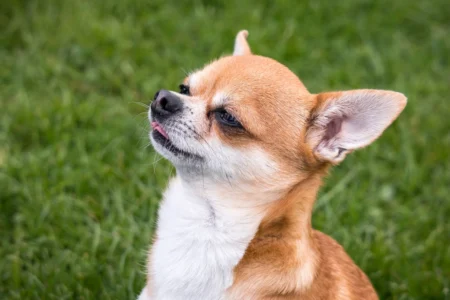 10 Rescue Dog Breeds Too Difficult To Housebreak