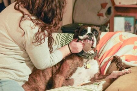 17 Ways a Senior Dog Marks the One Person It Has Bonded With Completely for Life