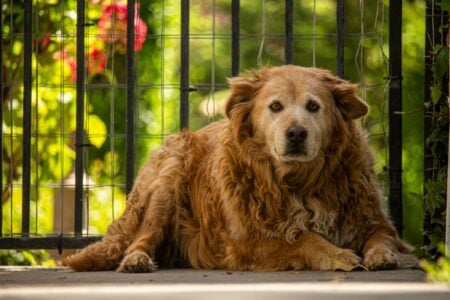 13 Things Vets Wish Every Owner Had Understood Before Their Dog Reached Its Senior Years