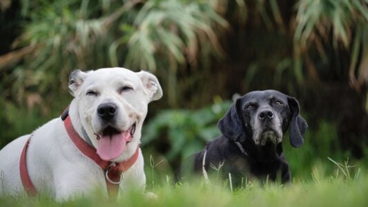 Is Your Old Dog Comfortable or Simply Quiet 18 Signals Worth Knowing Now