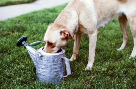13 Gentle Signs a Senior Dog Is Saying Something Most Owners Don't Realise Until Later