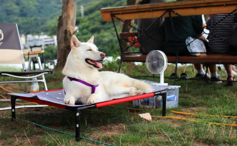 How to Cool Down a Dog: Science‑Backed Ways To Keep Your Pup Safe