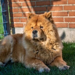 10 So-Called Difficult Dog Breeds That Have Been Unfairly Judged for Their Reputation