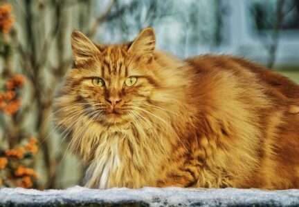 10 Cat Breeds That Tolerate Dogs Surprisingly Well