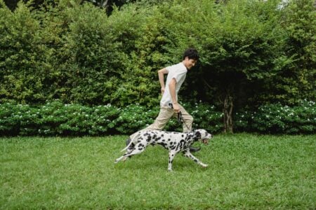 18 Dog Breeds That Settle Fast in a Silent House and 18 That Never Once Do