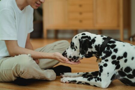 14 Signs a Dog Is Holding On Before Crossing the Rainbow Bridge