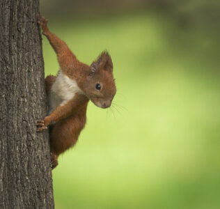 What It Means When Squirrels Chase One Another Around a Tree Trunk