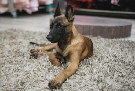 18 Dog Breeds That Suit a Quiet Retired Household and 18 That Would Never Cope at All