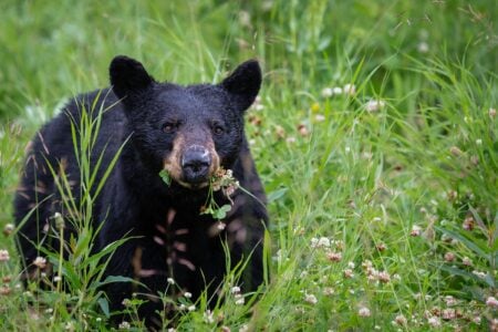 7 Reasons Black Bears Return to the Same Food Source