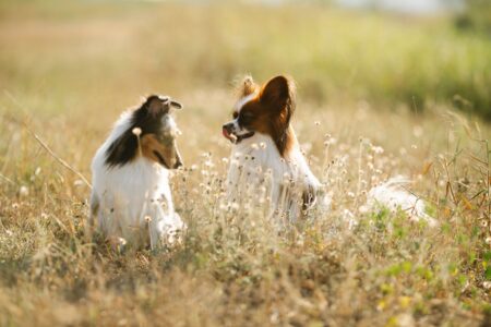 10 Dog Breeds That Fall Apart in Noisy Environments and 5 That Thrive in Absolute Chaos