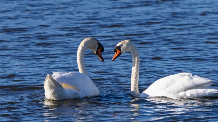 Rescuer Wrestles Injured Swan To Save Him While Loyal Mate Refuses To Leave His Side