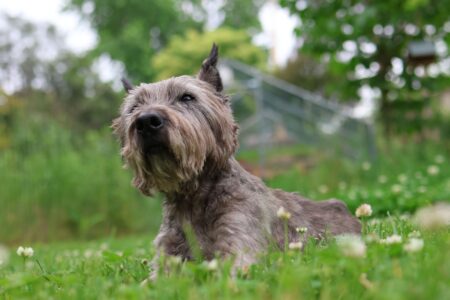 18 Once Common Dog Breeds Vets Say They Now Go Entire Years Without Ever Seeing Once
