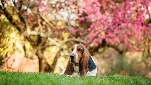 17 Dog Breeds That Get Easier With Every Year and 9 That Get Considerably Harder