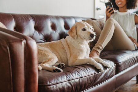 What Your Old Dog Stops Doing Long Before Anyone Notices 17 Signs Owners Recognise Too Late