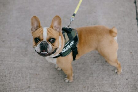 What Rescue Centre Staff See in a Dogs First Hour That Predicts Everything Afterwards