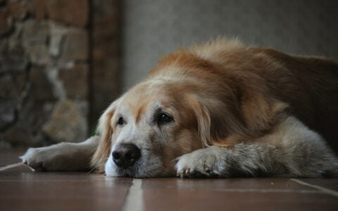Is Your Old Dog Withdrawing or Simply Tired? 17 Differences Vets Say Matter Enormously