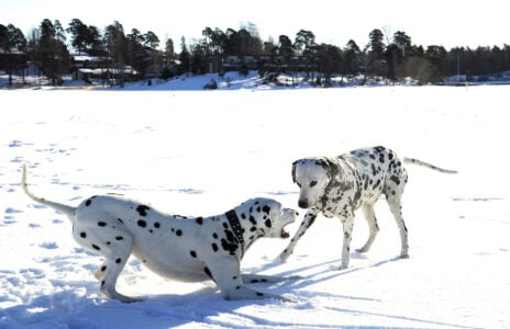 17 Dog Breeds That Thrive in a Busy Family Home and 17 That Quietly Struggle