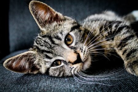 13 Quiet Changes in Your Aging Cat That Vets Say Mean Far More Than Most Owners Realise