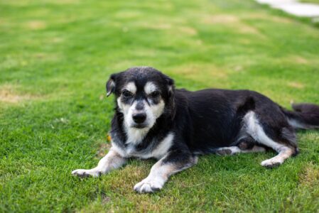 15 Things Dogs Do in Their Final Weeks That Most Owners Only Understand in Hindsight