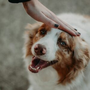 13 Moments That Prove a Rescue Dog Has Finally Stopped Waiting to Be Returned