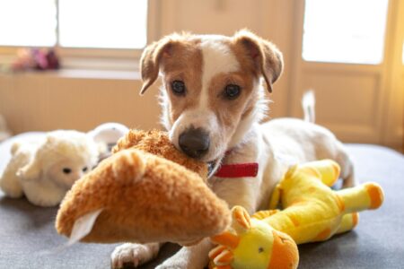 The 18 Quiet Ways a Dog Marks One Person as Its Own That Most Families Never Notice