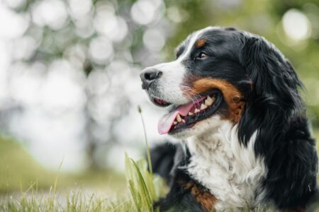 What Large Dog Breed Are You According to Your Zodiac Sign