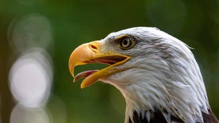 10 Wildlife Comebacks That Few Americans Have Heard About