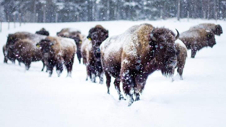 6 Ways Bison In Yellowstone Signal That You Are Standing Too Close