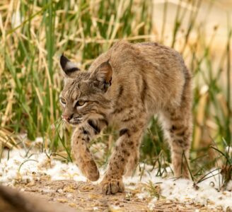 Animal Science Says Bobcats Hunt Less Often Than Their Success Rate Suggests