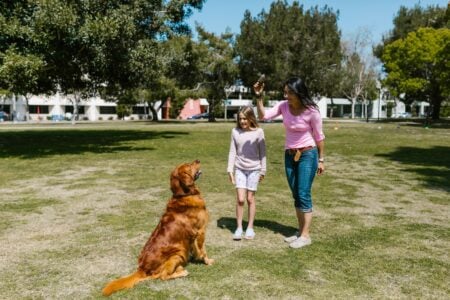 9 Dog Behaviors That Look Stubborn but Often Have a Different Explanation