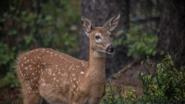 8 US States With the Most White-Tailed Deer