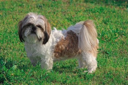 The 18 Dog Breeds That Thrive in Small Homes and 8 That Never Truly Settle